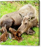 Mom And Babies Acrylic Print