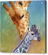 Mom And Baby Giraffe Acrylic Print
