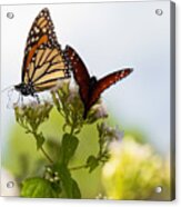 Monarch And Queen Butterfly Acrylic Print