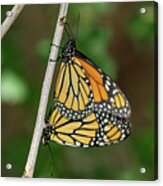 Monarch Butterflies Acrylic Print