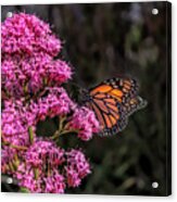 Monarch Butterfly Acrylic Print