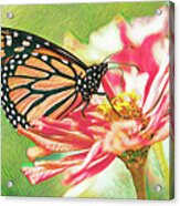 Monarch Butterfly Mauve Pink Zinnia Acrylic Print