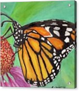 Monarch Butterfly On Flower Acrylic Print