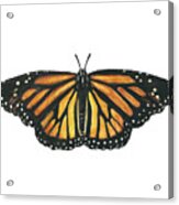 Monarch Butterfly Acrylic Print