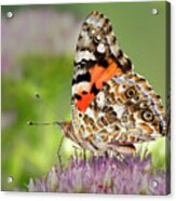 Painted Lady Butterfly Profile Acrylic Print