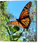 Monarch Feeding On Lilac In Summer Sunlight Acrylic Print