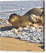 Monk Seal Coming Ashore Acrylic Print