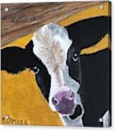 Moo Cow Acrylic Print