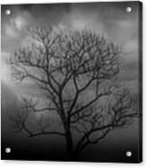 Moody Tree Acrylic Print