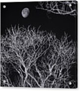 Moon And Bare Trees 6957 Acrylic Print