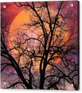 Moon In The Branches Acrylic Print