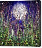 Moonlight Shadows Over Honey Meadow Flowers Acrylic Print