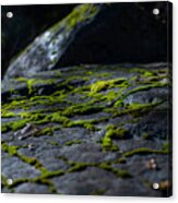 Moonlit Moss Acrylic Print