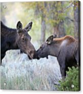 Moose Cow And Calf Three Acrylic Print