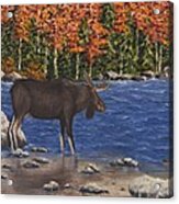 Moose Crossing Acrylic Print