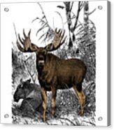 Moose Family Acrylic Print