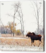 Moosing Around -  Bull Moose Wandering Through Nd Snow Dusted Autumn Prairie Scene In Nd Acrylic Print