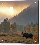 Morning Moose Acrylic Print