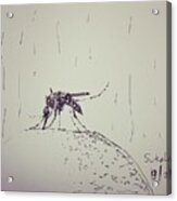 Mosquito Acrylic Print