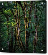 Mossy Trees In Morning Light Acrylic Print