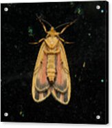 Moth Series, Lepidoptera, Scarlet - Winged Lichen Moth, Hypoprepia Miniata 94 Acrylic Print