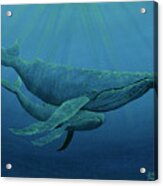 Mother And Baby Humpback Acrylic Print