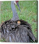 Mother Sandhill Crane And Chick Cps Acrylic Print