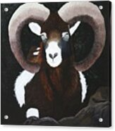 Mouflon Ram Acrylic Print