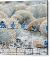 Mountain Bluebirds 6 Acrylic Print