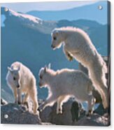 Mountain Goat Kids Playing On Mountain Top Mount Evans Colorado Wildlife, Paper Wall Art Prints Acrylic Print