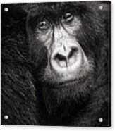 Portrait D'un Gorille De Montagne Bageni Acrylic Print