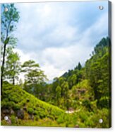 Mountain Landscape With Tea Plantations Acrylic Print
