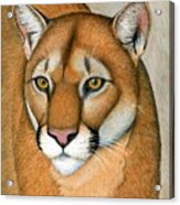 Mountain Lion Cougar Wild Cat Acrylic Print