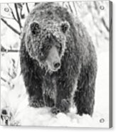 Mountain Of Grizzly Bear - Monochrome Acrylic Print