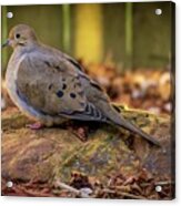 Mourning Dove On A Rock Acrylic Print