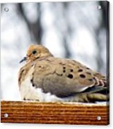 Mourning Dove Perched Acrylic Print