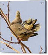 Mourning Dove Portrait Acrylic Print