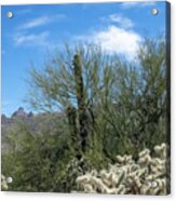 Mt Kimball And Desert Vegetation Acrylic Print