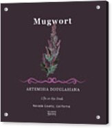 Mugwort Herb Acrylic Print