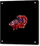 Multicolor Betta Fish Acrylic Print