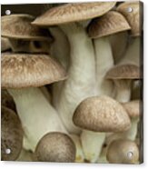 Mushroom Cluster Acrylic Print