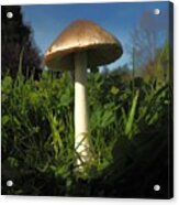 Mushroom Direction Acrylic Print