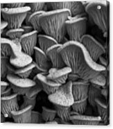Mushroom Layers Acrylic Print