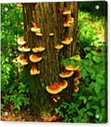 Mushrooms On Nj Appalachian Trail Acrylic Print
