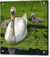 Mute Swan Family Acrylic Print