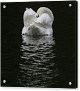 Mute Swan Acrylic Print