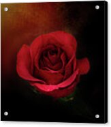 Mystic Rustic Red Rose Acrylic Print