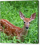 Namaste Little Deer Acrylic Print