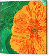 Nasturtium Acrylic Print