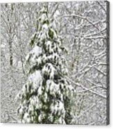 Nature Christmas Tree Acrylic Print